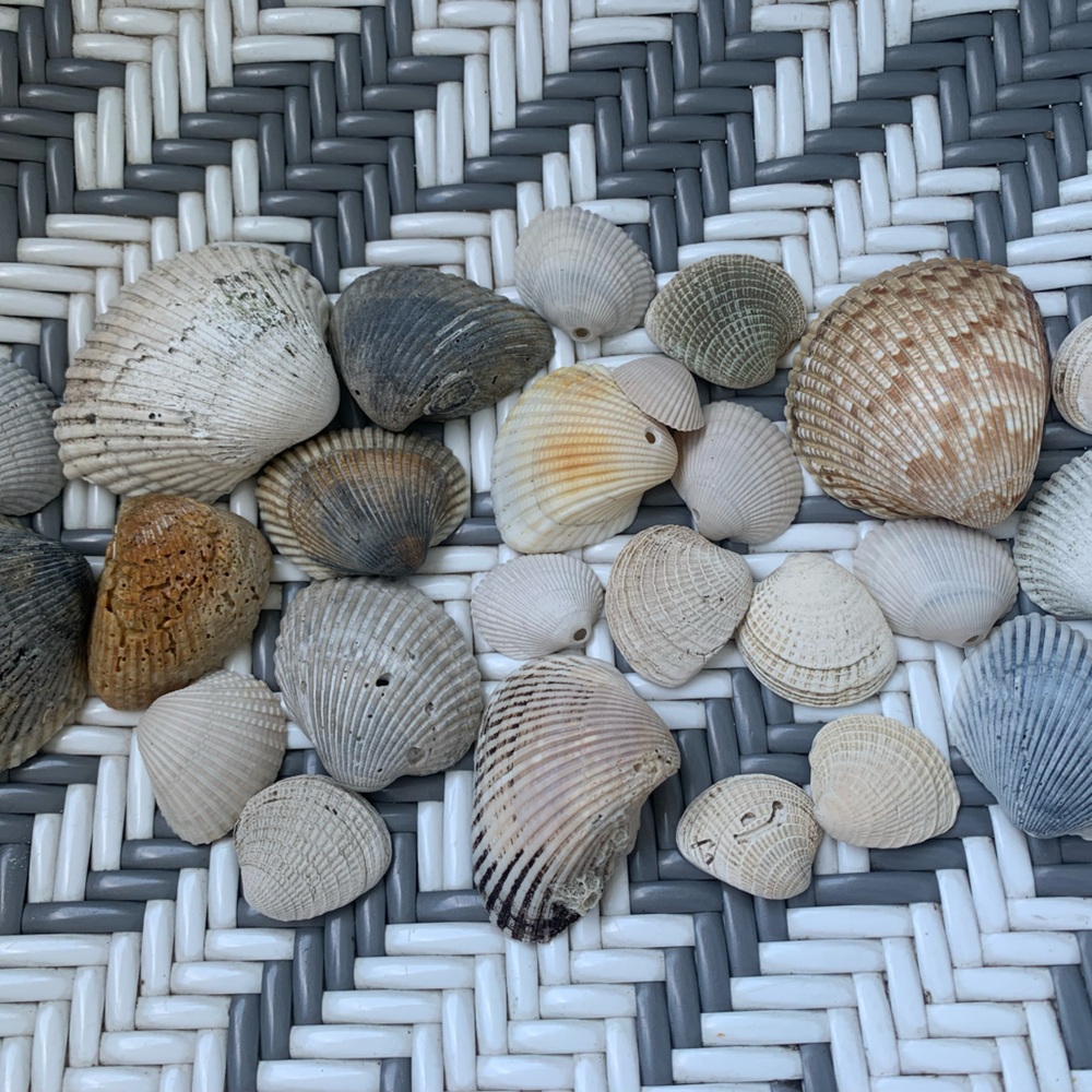 Bulk Set of 75 Atlantic Saltwater Clam Seashells